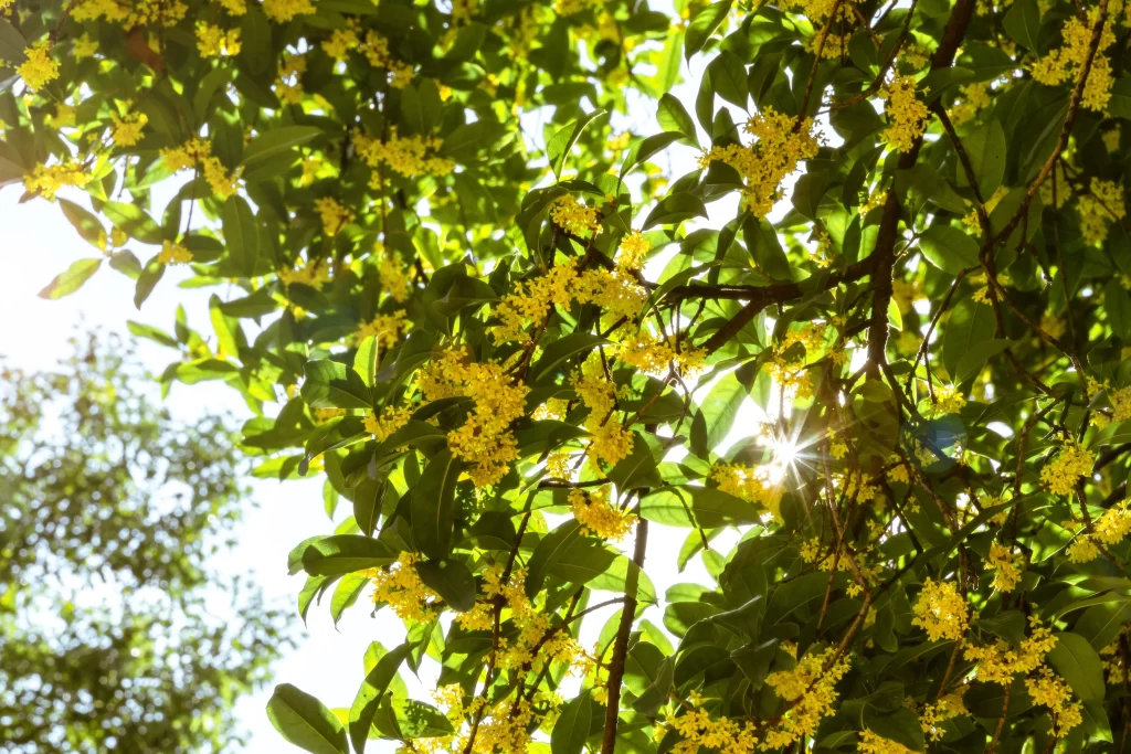 Yellow Osmanthus Cluster Petals Sunlight Green Leaves