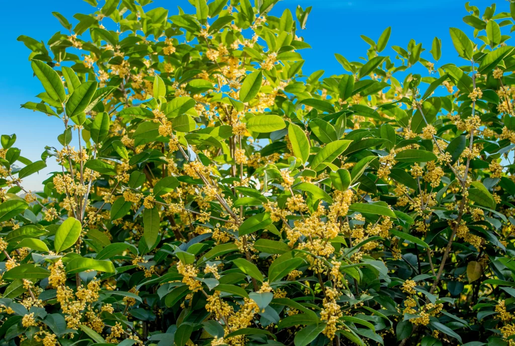 Yellow Osmanthus Dense Blooms Green Leaves Blue Sky