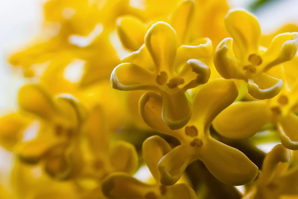 Yellow Osmanthus Petals Dense Bright