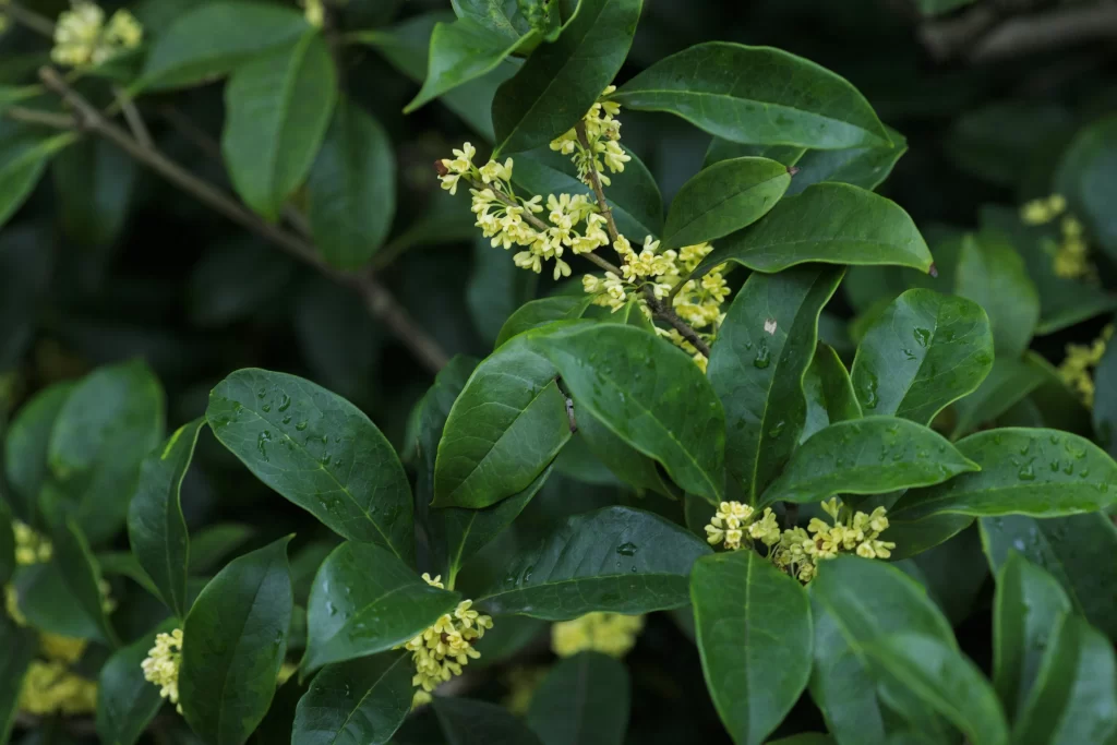 Yellow Osmanthus Small Blooms Green Leaves