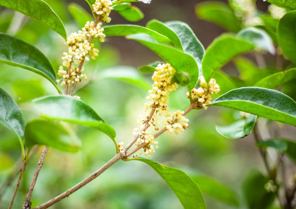 Yellow Osmanthus Tiny Blooms Green Leaves Nature