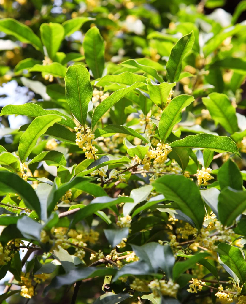 Yellow Osmanthus Tiny Blooms Green Leaves Dense Cluster