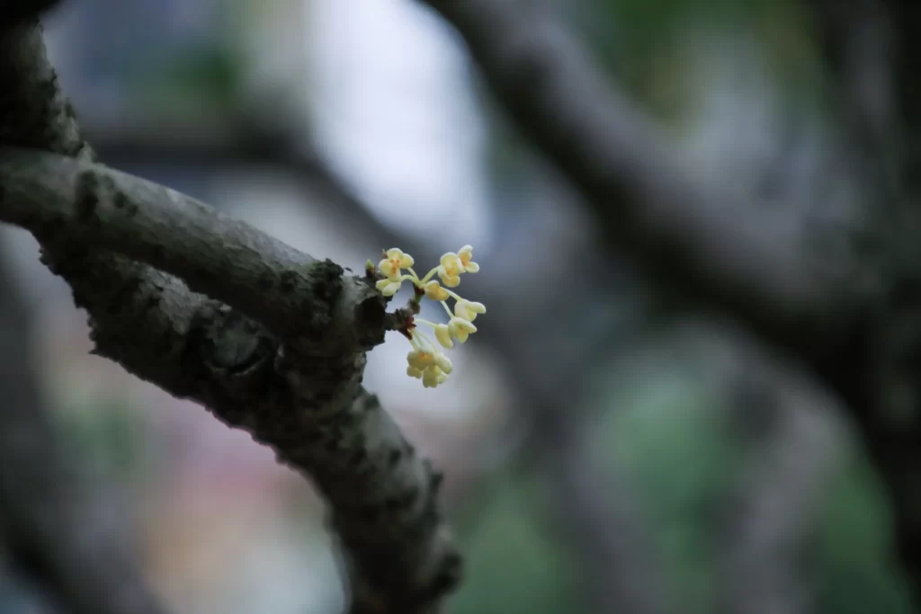 Yellow Osmanthus Tiny Petals Branch Nature
