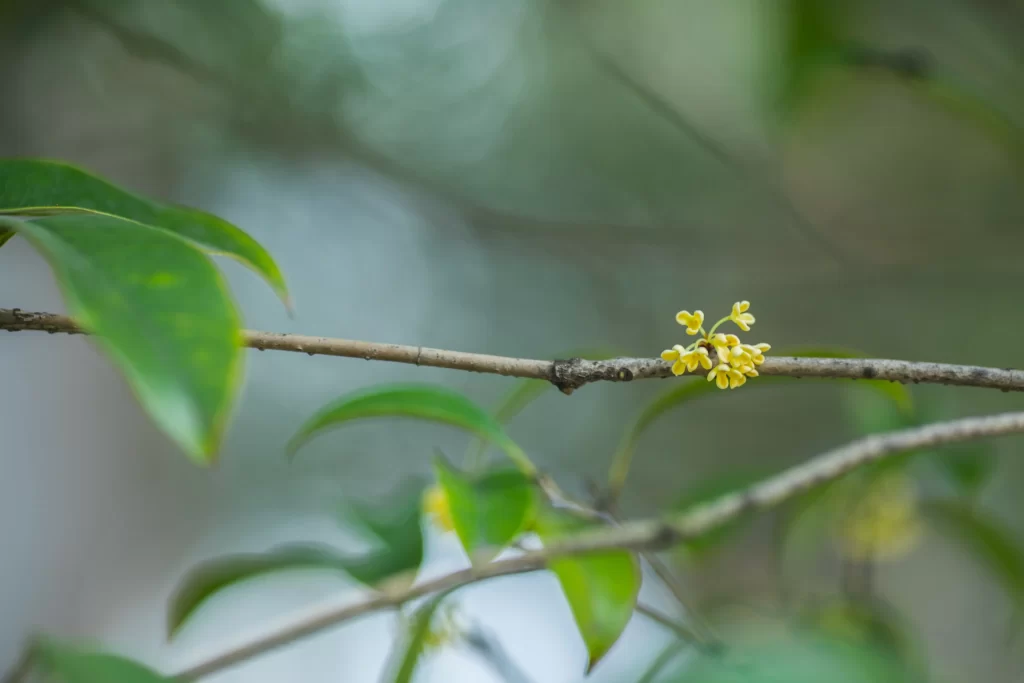 Yellow Osmanthus Tiny Petals Branch Green Leaves