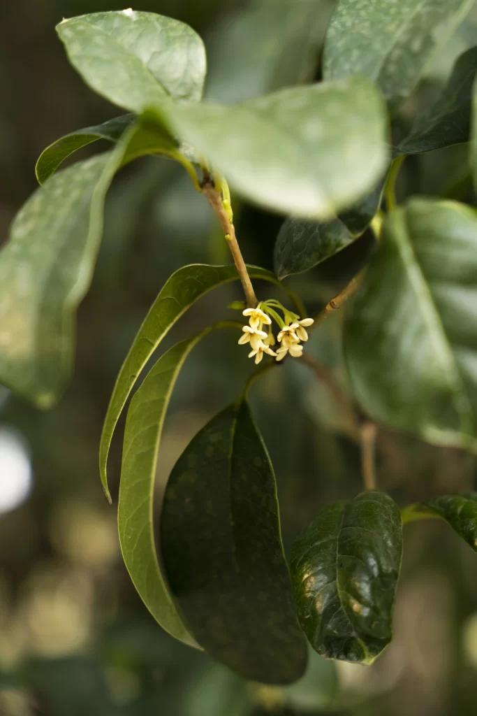 Yellow Osmanthus Tiny Petals Green warm Leaves
