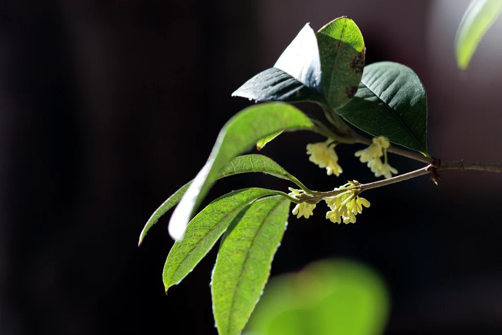Yellow Osmanthus Tiny Petals Green dark Leaves