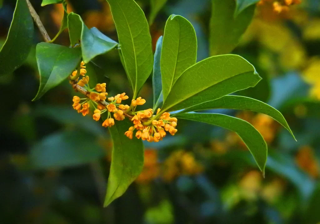 Yellow Osmanthus Tiny Petals Dense Cluster Green warm Leaves