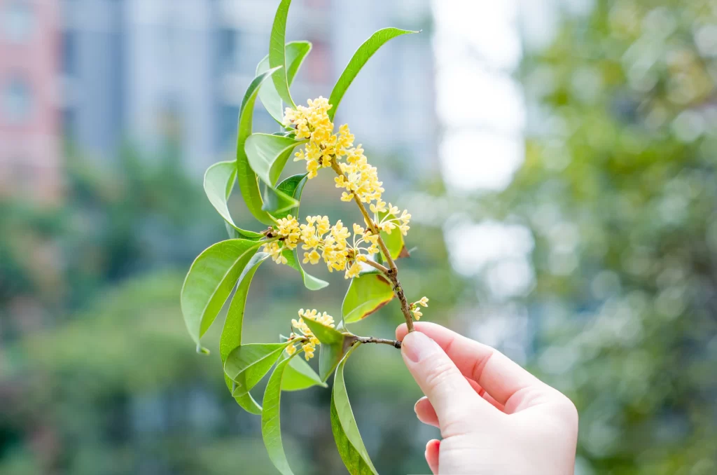Yellow Osmanthus Tiny Petals Green gray Leaves