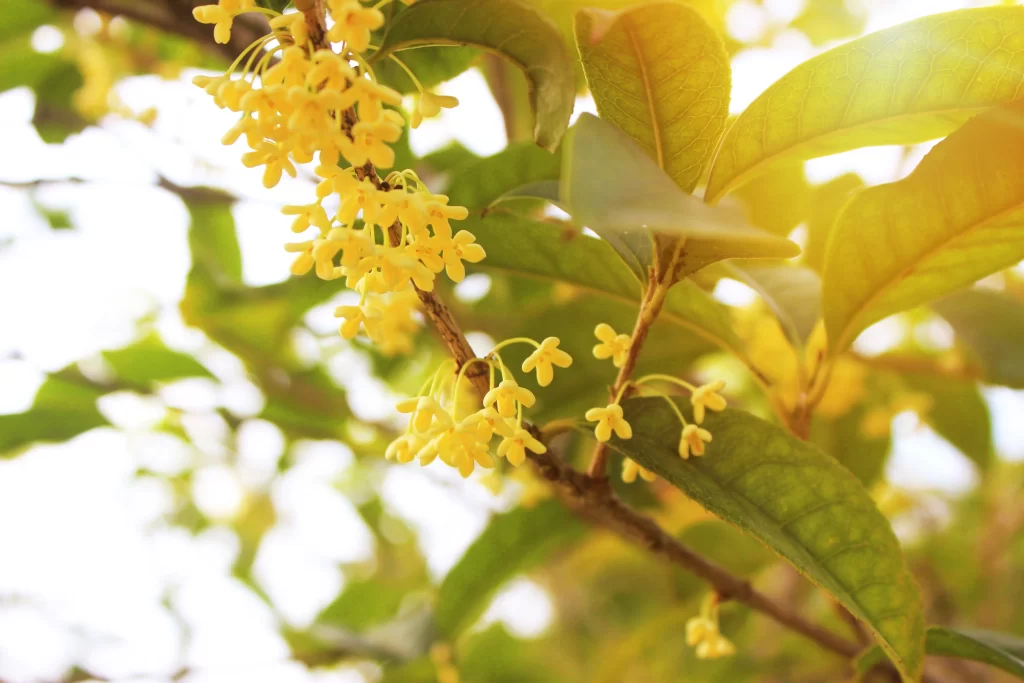 Yellow Osmanthus Tiny Petals Dense Cluster Green warm Leaves