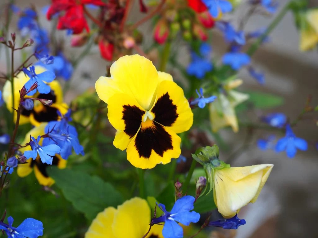 Yellow Pansy Black Markings Blue Flowers Red Blooms