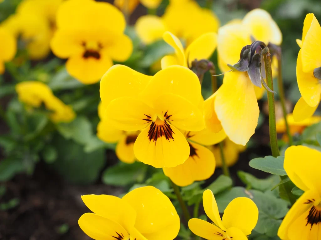 Yellow Pansy Bright Petals Green Leaves