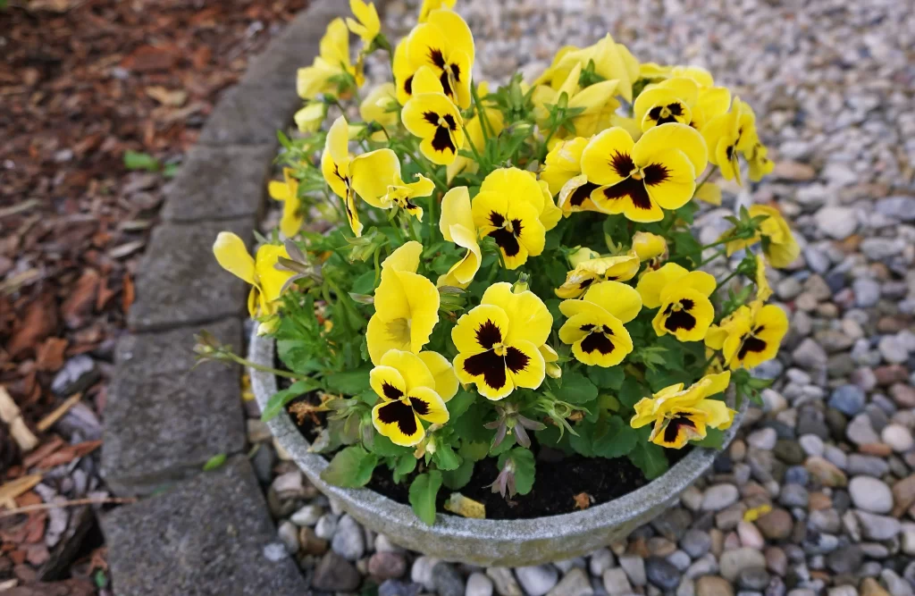 Yellow Pansy Dark Center Petals Green Leaves Stone