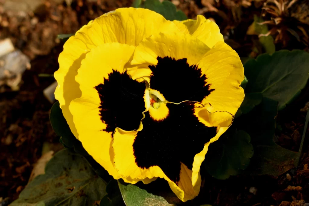 Yellow Pansy Dark Center Petals Bright Sunlight