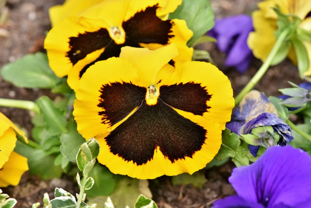 Yellow Pansy Dark Center Petals Bright Color