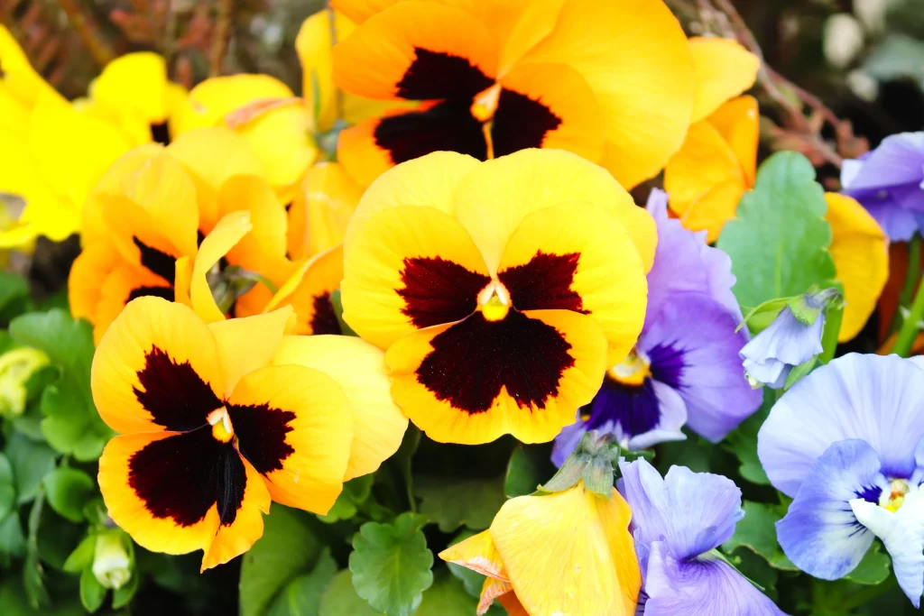 Yellow Pansy Dark Center Petals Purple