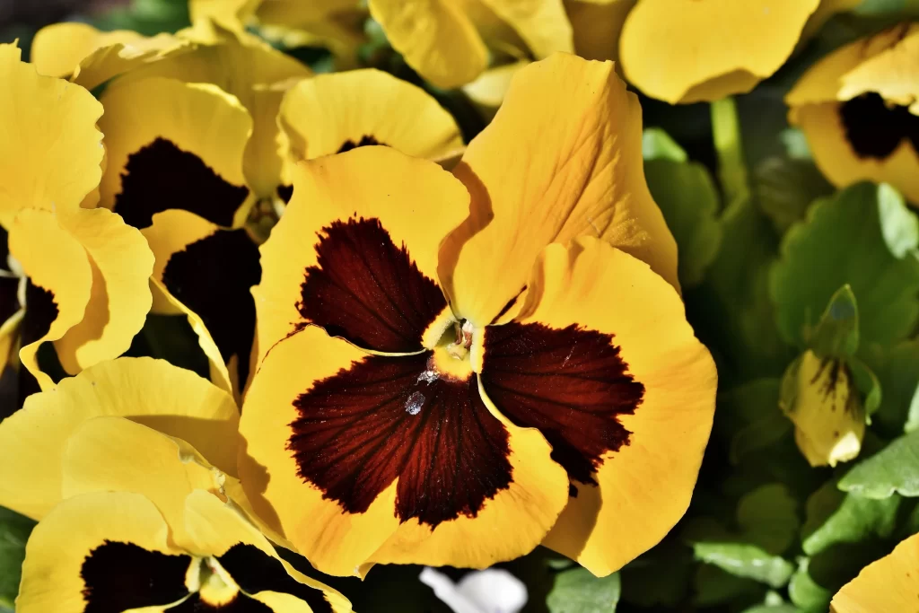 Yellow Pansy Dark Maroon Center Petals Bright Sunlight