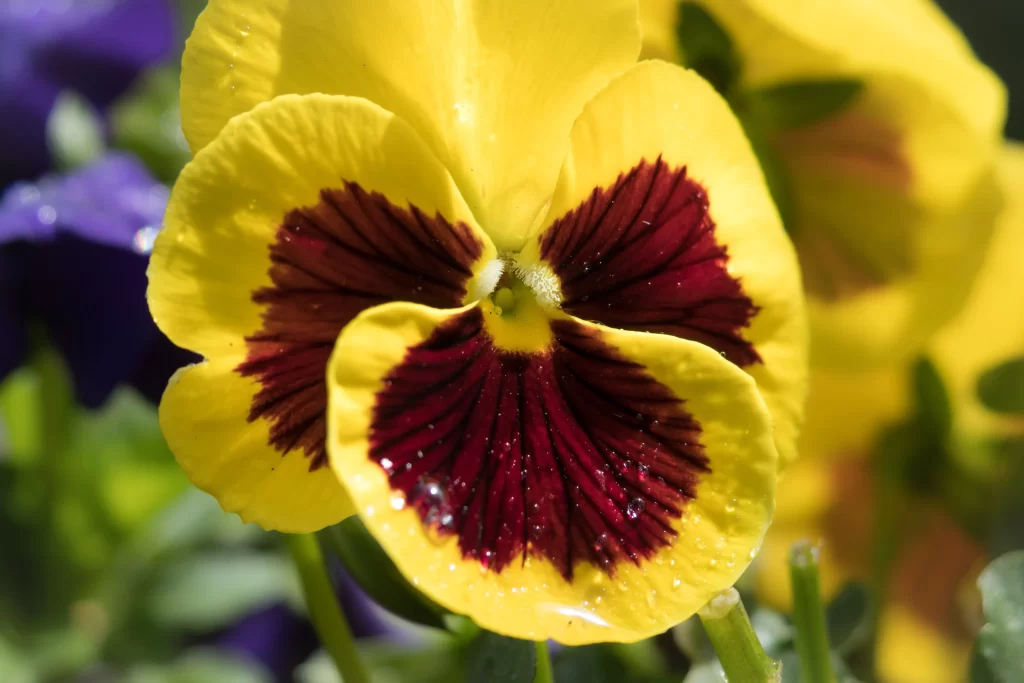 Yellow Pansy DeepMaroon Petals Dewdrops