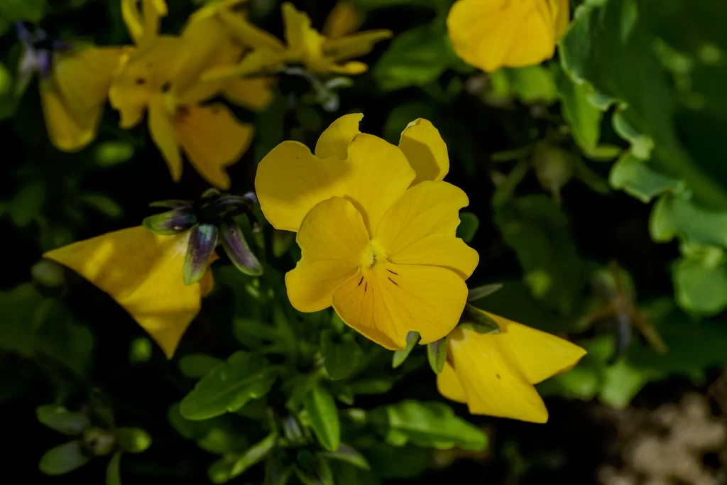 Yellow Pansy Petals Bright Green dark Leaves