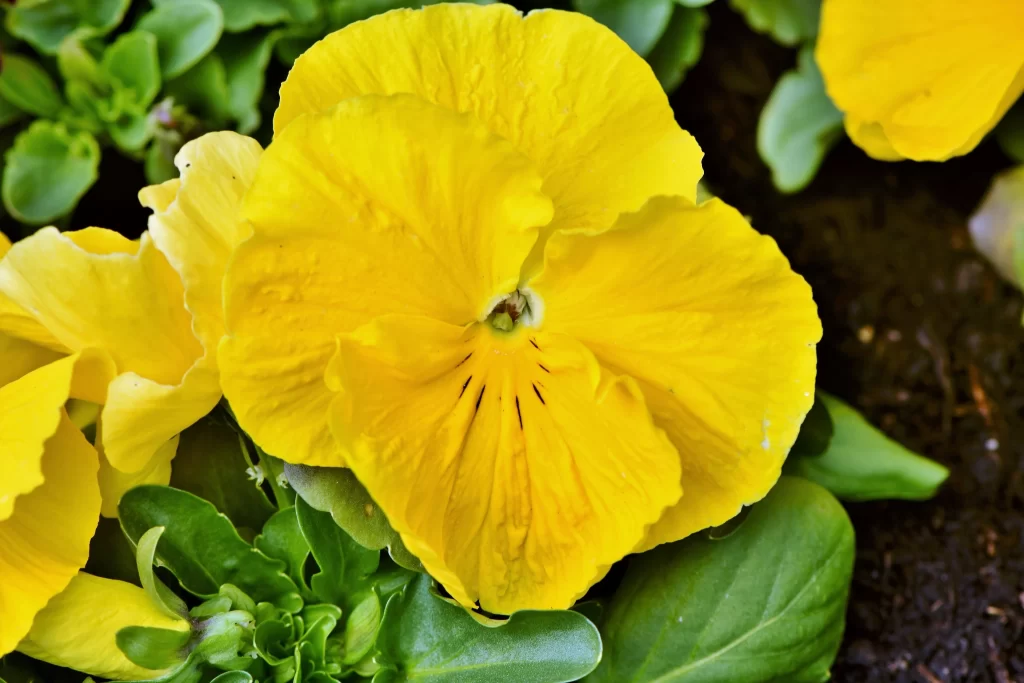 Yellow Pansy Petals Bright Green warm Leaves