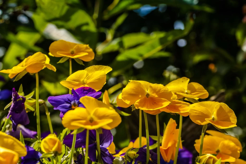 Yellow Pansy Petals Bright Green warm Leaves
