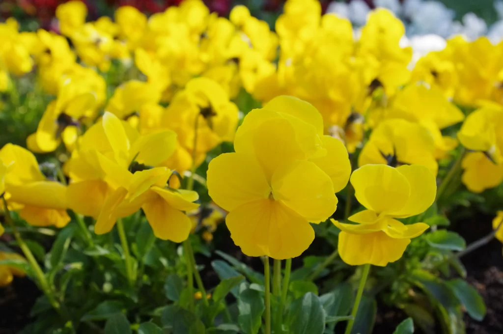 Yellow Pansy Petals Bright Green warm Leaves