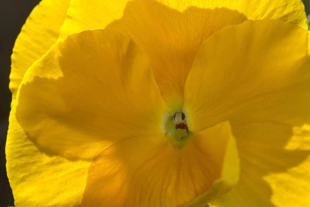 Yellow Pansy Petals Bright Sunlit Center