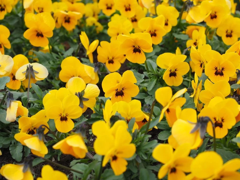 Yellow Pansy Petals Dark Center Green Leaves