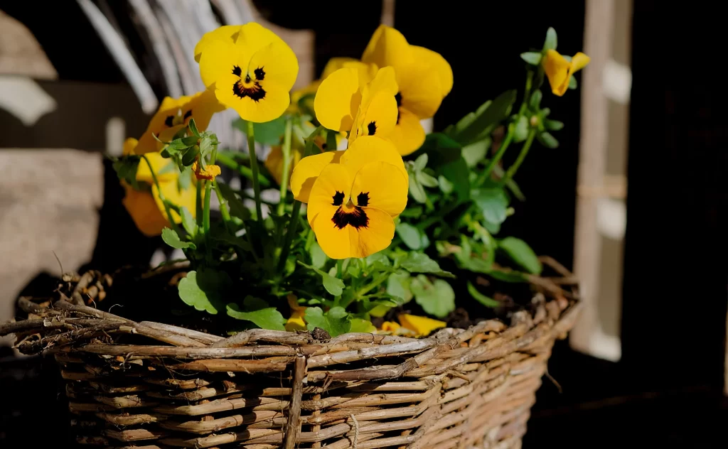 Yellow Pansy Petals Dark Center Basket
