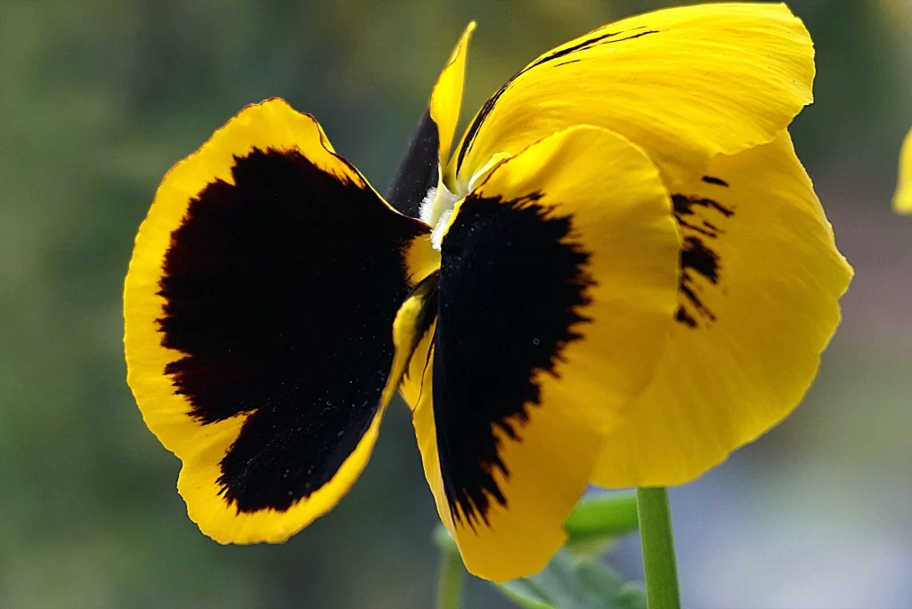 Yellow Pansy Petals Dark Spots Bright Vivid