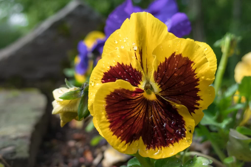 Yellow Pansy Petals Dark Maroon Center Dewdrops