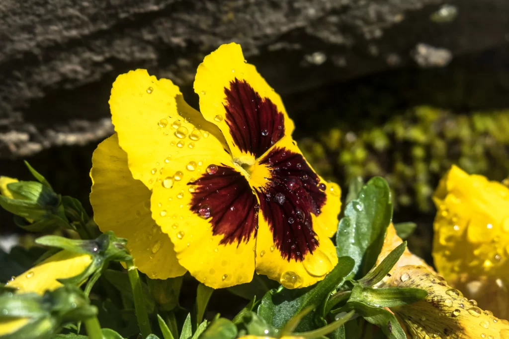 Yellow Pansy Petals Dewdrops Dark Center