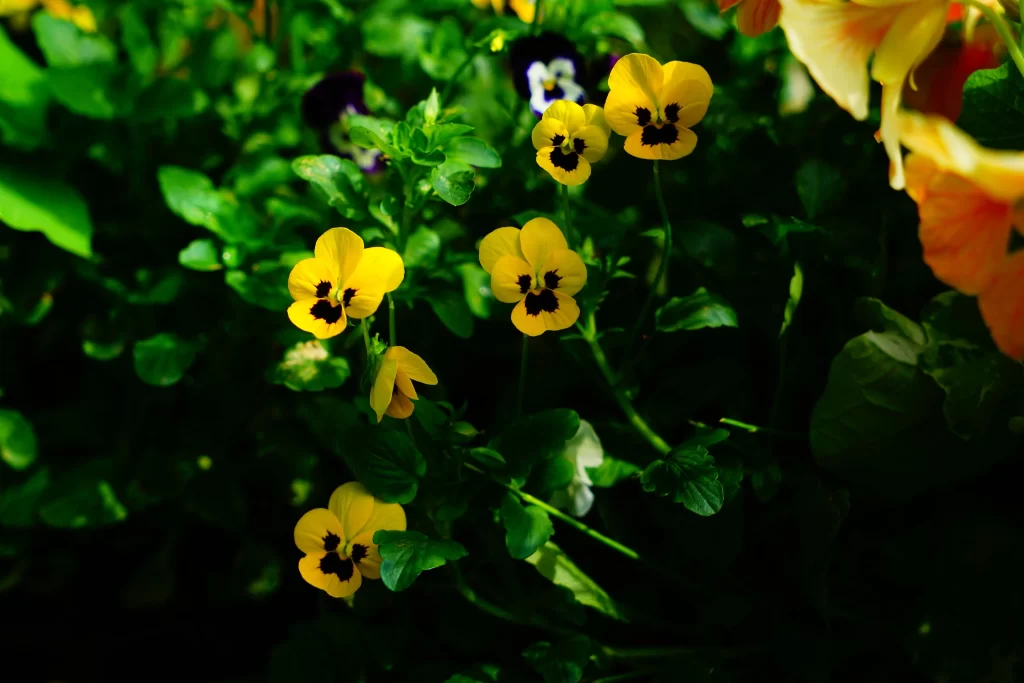 Yellow Pansy Petals Green Leaves Dark Center