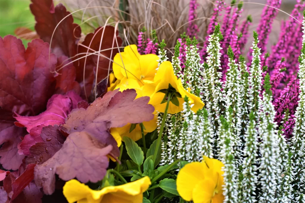 Yellow Pansy Petals Green Leaves Purple Flowers