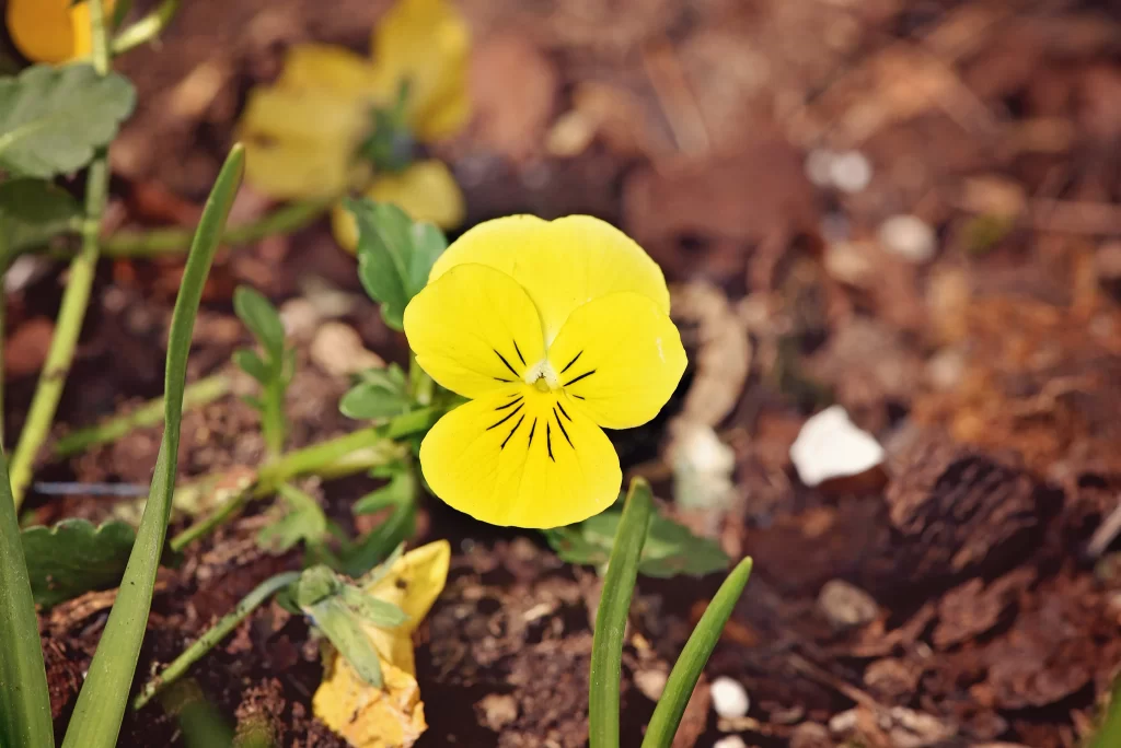 Yellow Pansy Petals Green Leaves