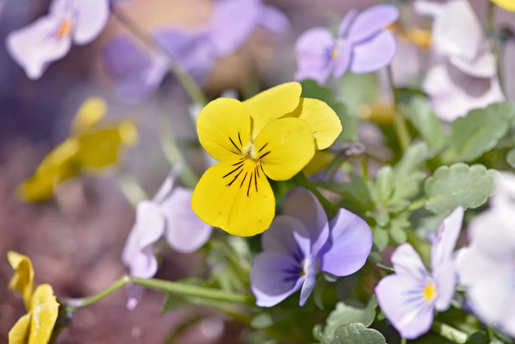 Yellow Pansy Petals Purple White Green