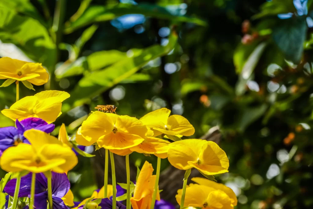 Yellow Pansy Petals Vibrant Green Leaves