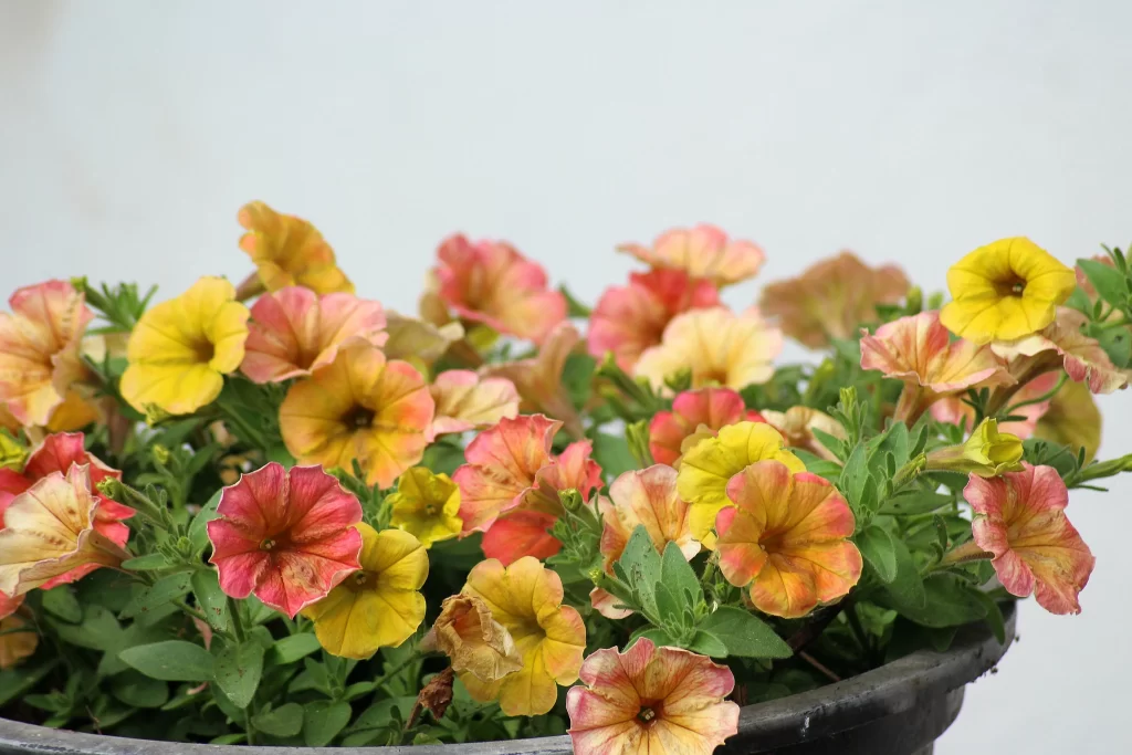 Yellow Pink Petals Blooming Dense