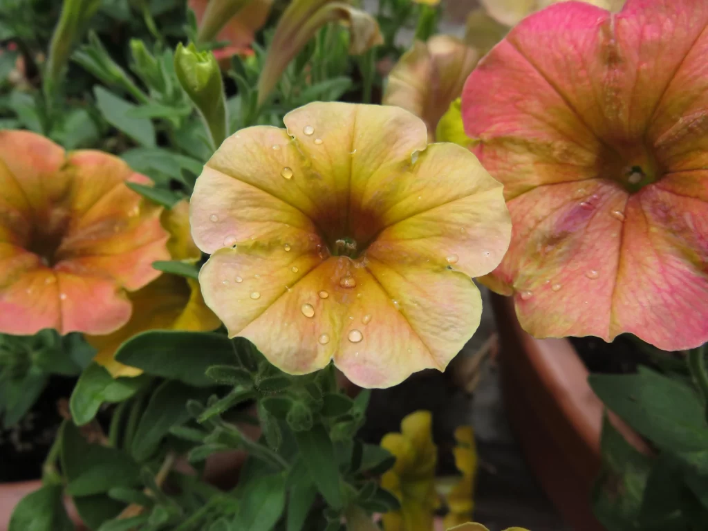 Yellow Pink Petals Dewdrops Morning Glory