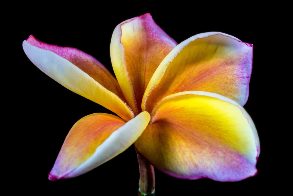 Yellow Pink Petals Gradient Center