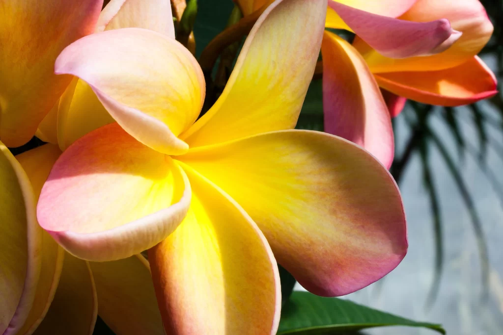 Yellow Pink Petals Plumeria Sunlight