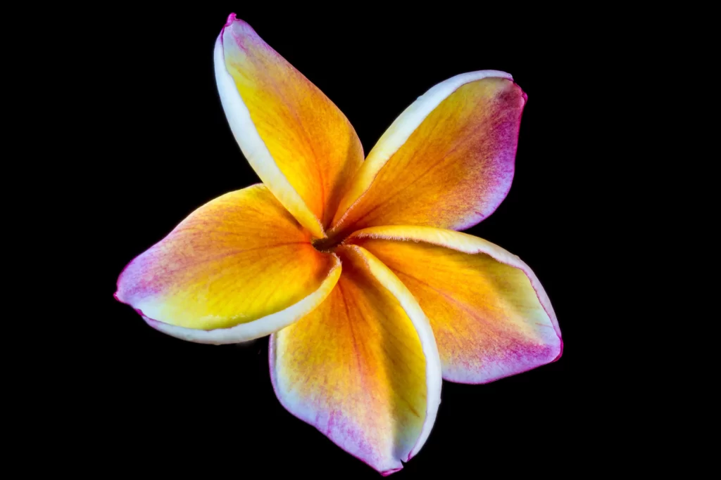 Yellow Pink Petals Plumeria Flower