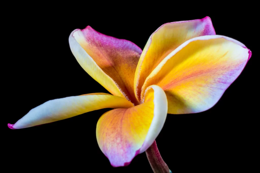 Yellow Pink White Petals Gradient Center