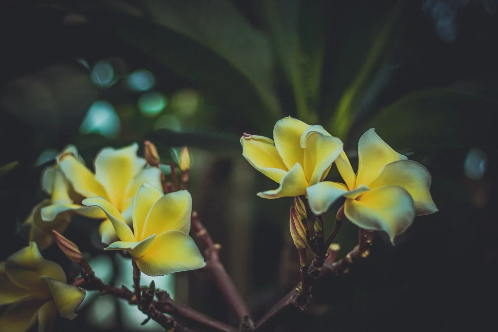 Yellow Plumeria Petals Branches Dark Background