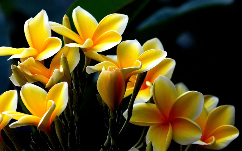 Yellow Plumeria Petals Bright Blooms