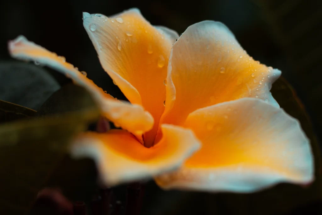 Yellow Plumeria Petals Dewdrops Dark Background