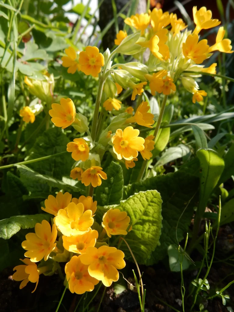 Yellow Primrose Blooms Petals Green Leaves