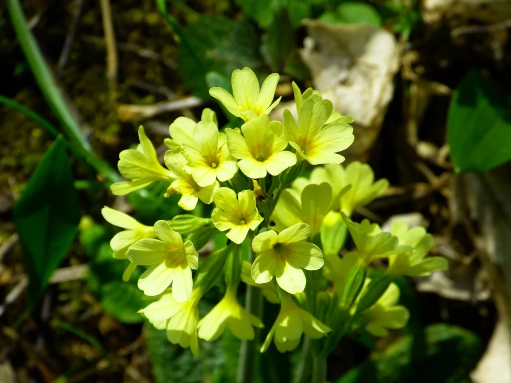 Yellow Primrose Blooms Petals warm Greenery