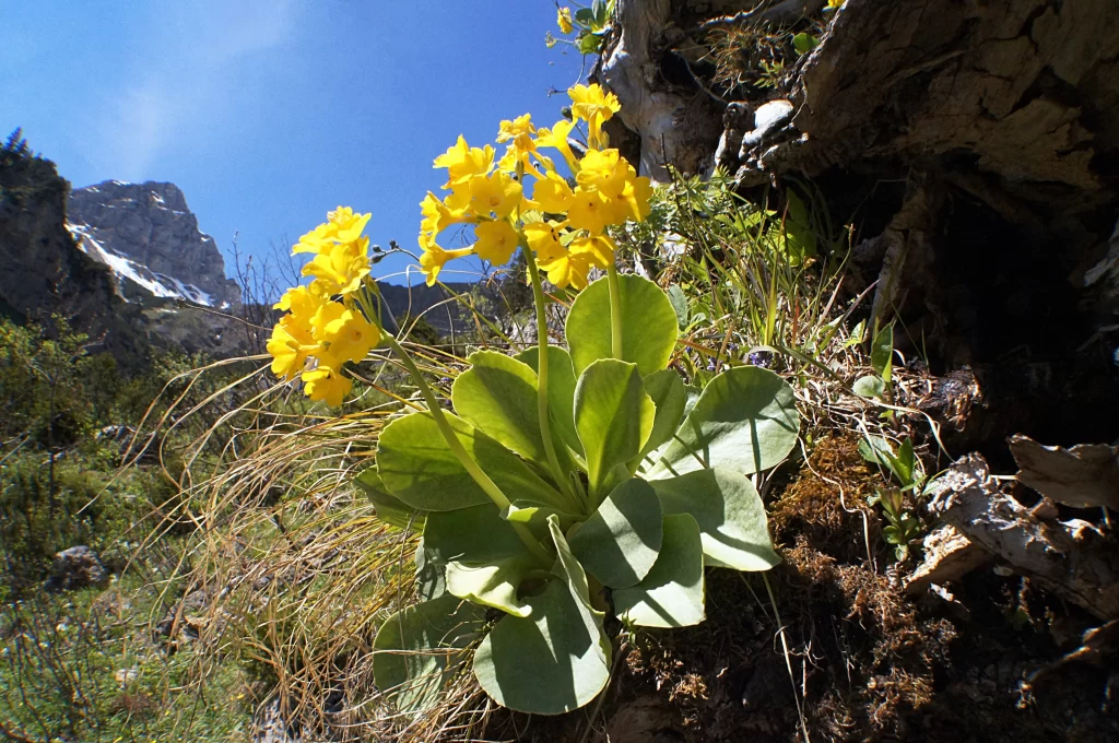 Yellow Primrose Blooms Petals Green Leaves Rocky Terrain