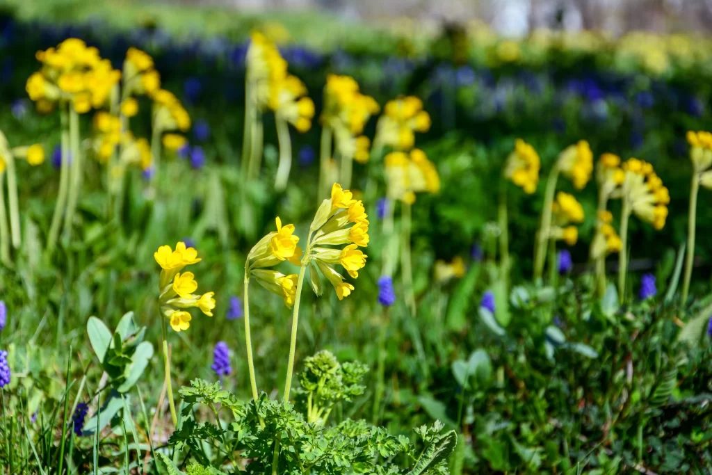 Yellow Primrose Blooms Petals Greenery Purple Flowers