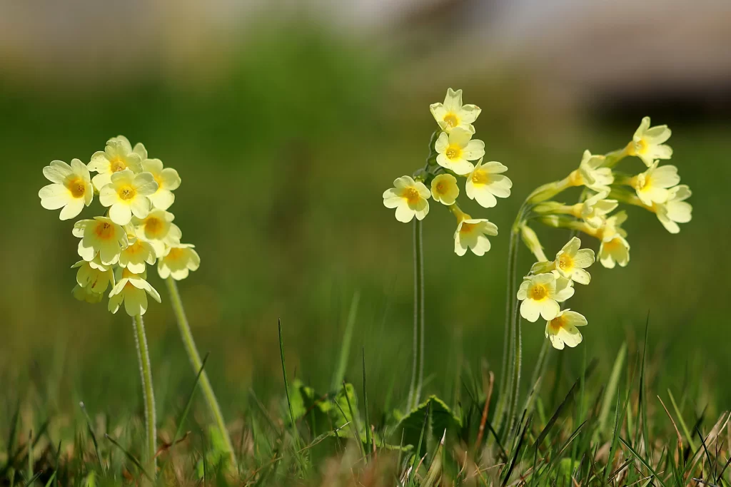 Yellow Primrose Blooms Petals warm Greenery